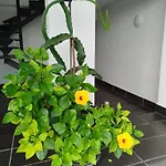 Pinar